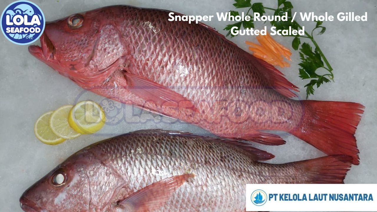 Snapper Whole Round / Whole Gilled Gutted Scaled